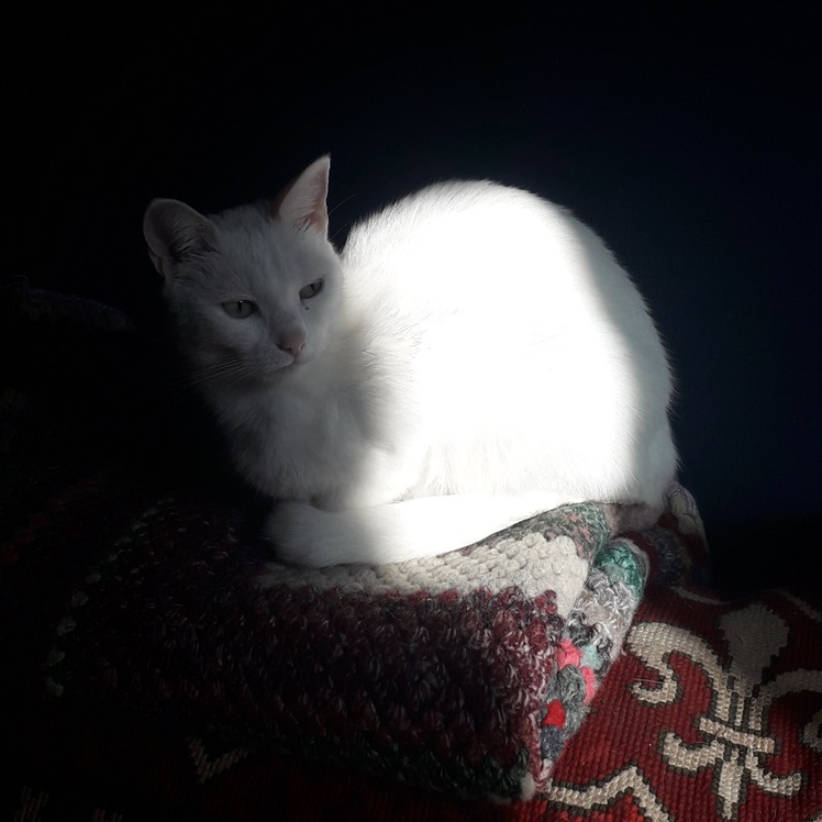 wht cat sunbeam.jpg