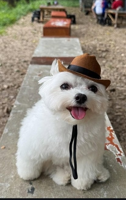 wht dog.jpg