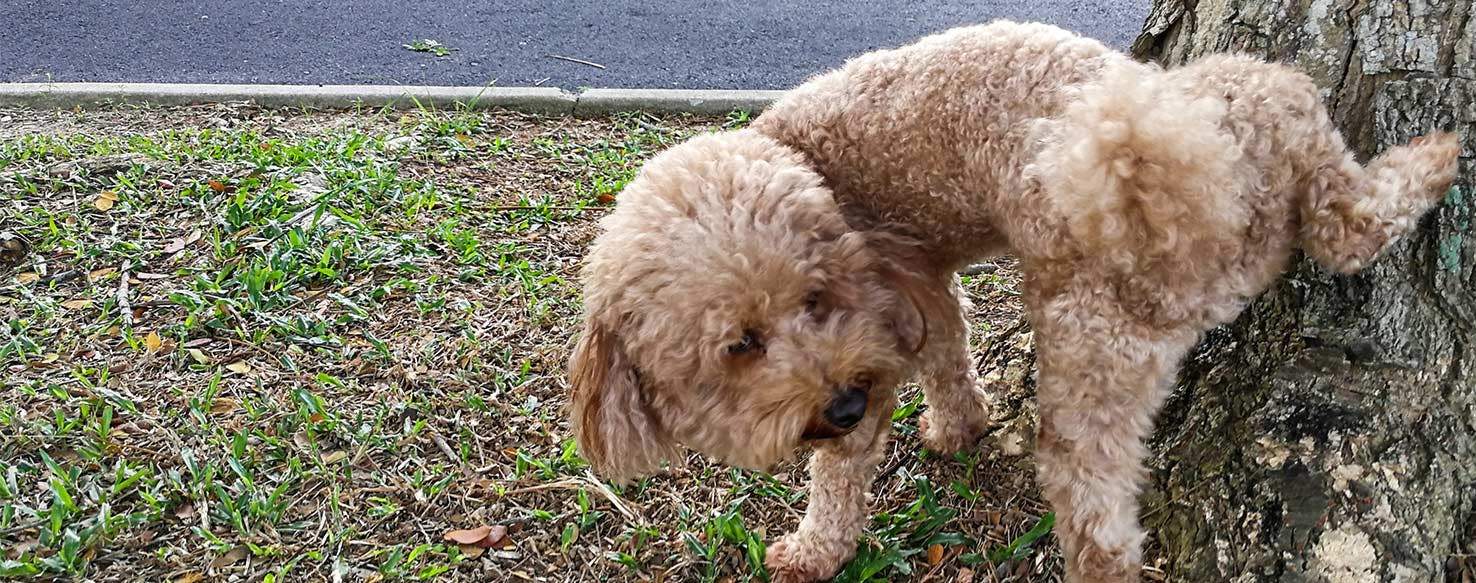 Why-Do-Dogs-Pee-On-Trees.jpg