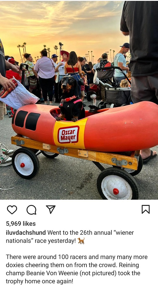 wiener race.jpg