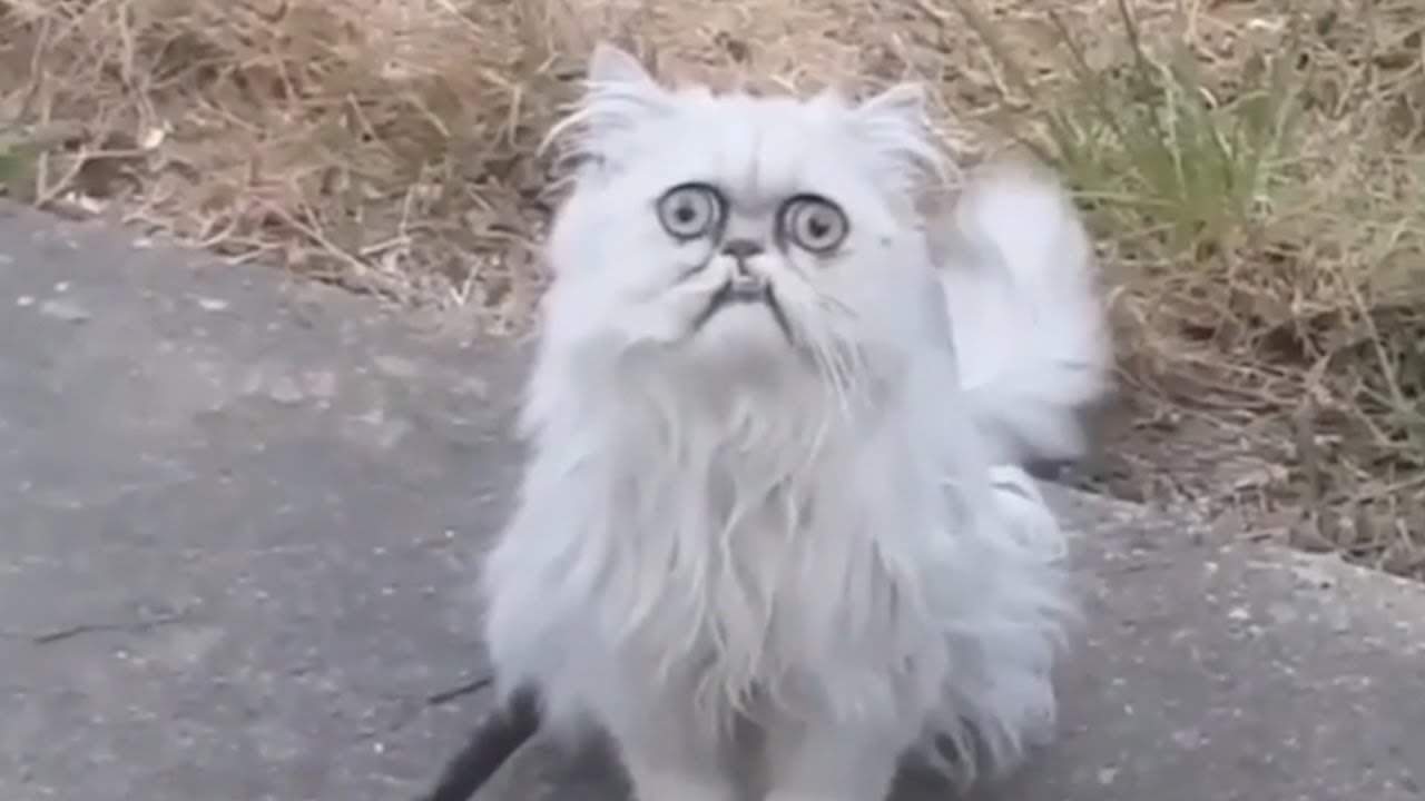 wierd cat.jpg