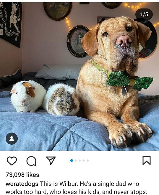 wilbur dog.jpg