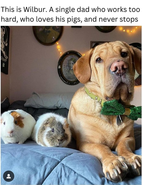 wilbur dog.jpg
