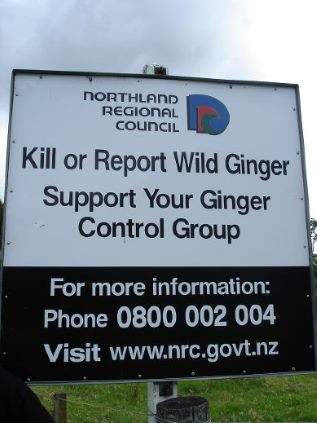 wild-ginger.jpg