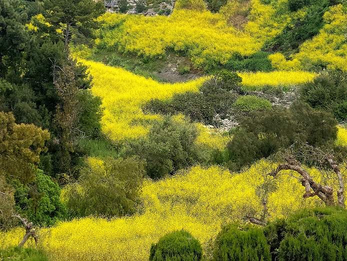 Wild Mustard.jpg