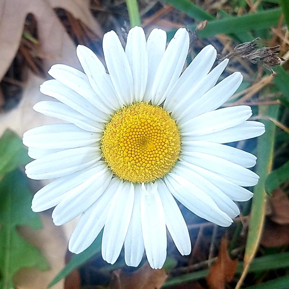 Wildflower.jpg