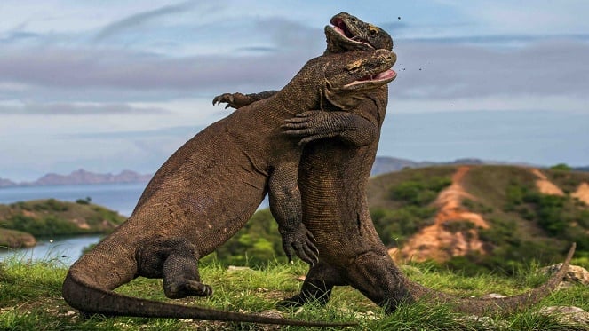 Wildlife.jpg