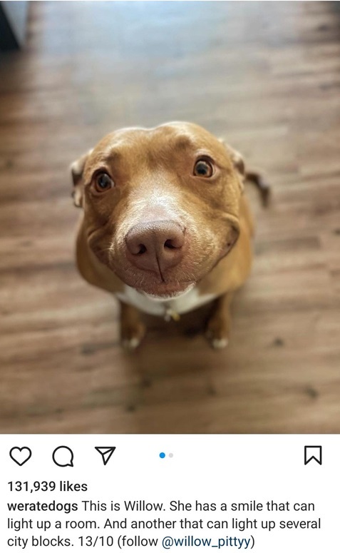 willow dog 1.jpg