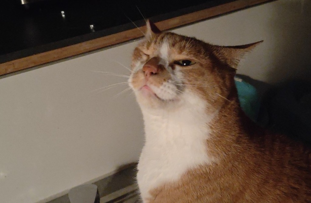 Wink.jpg