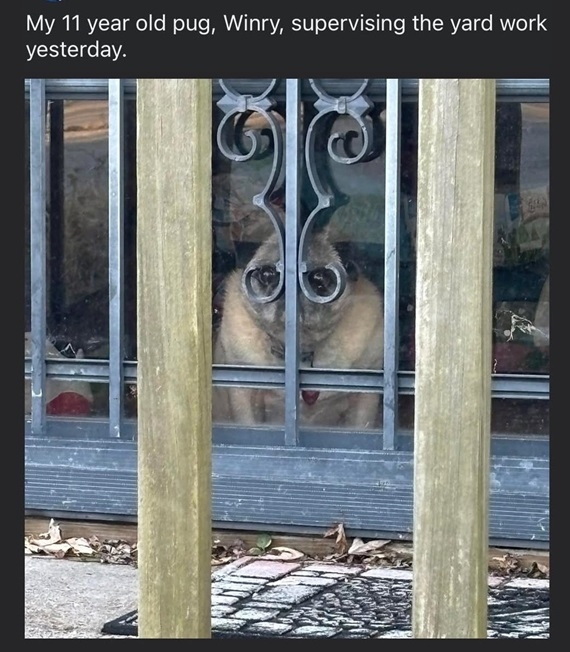winry dog.jpg
