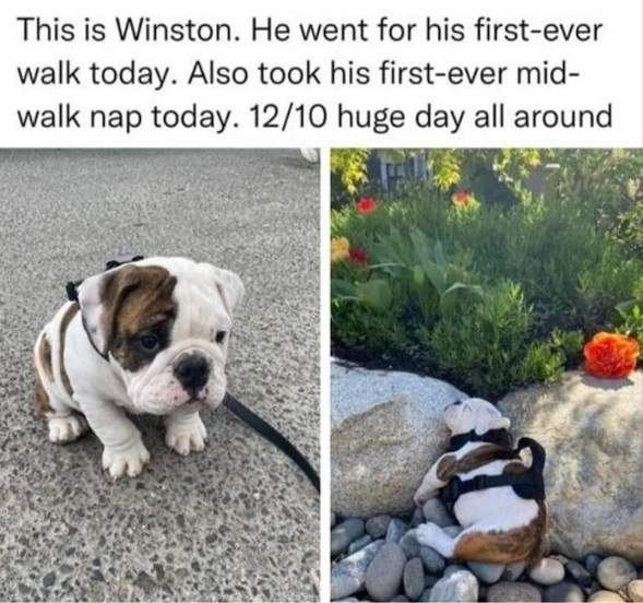 winston dog.jpg