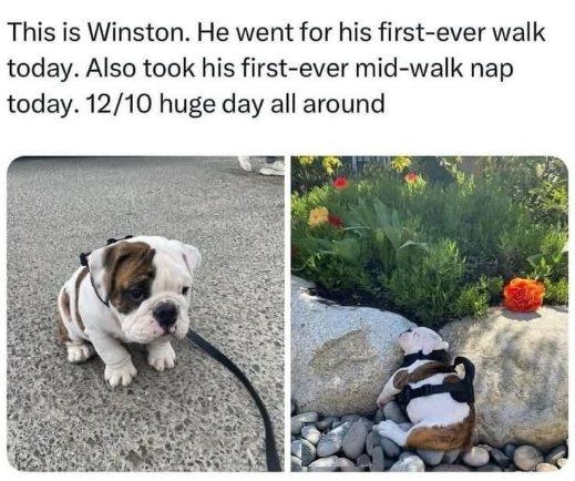 Winston dog.jpg