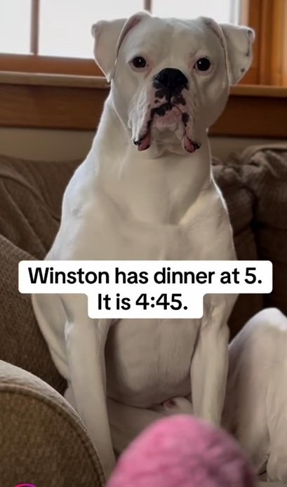 winston dog.jpg