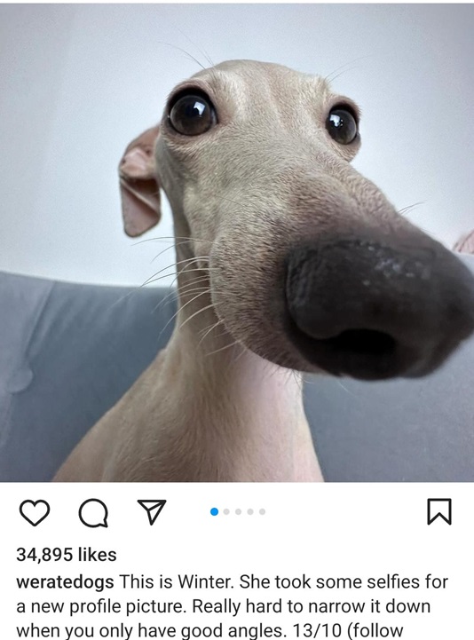 winter dog.jpg
