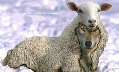 Wolf%20-%20sheep.jpg