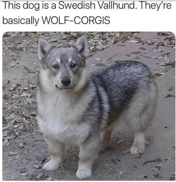 wolf corgis.jpg