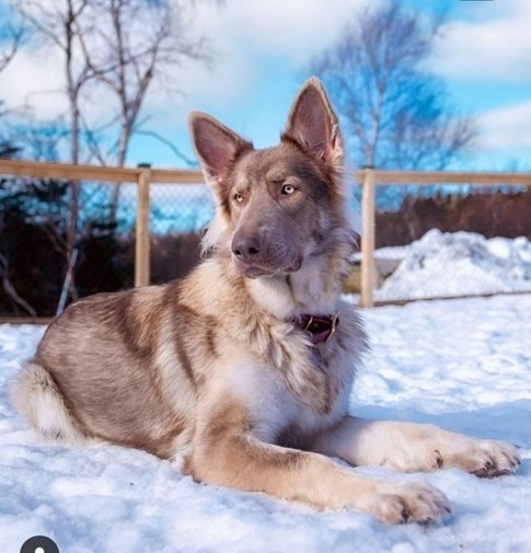 wolf dog.jpg