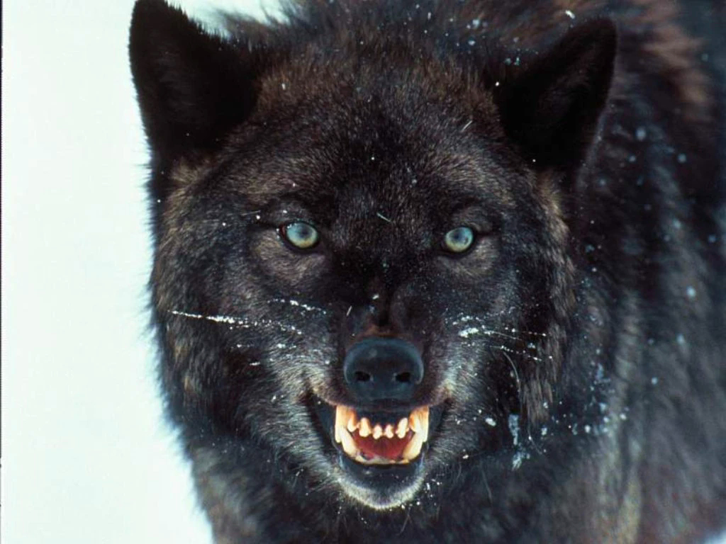 Wolves_005.jpg