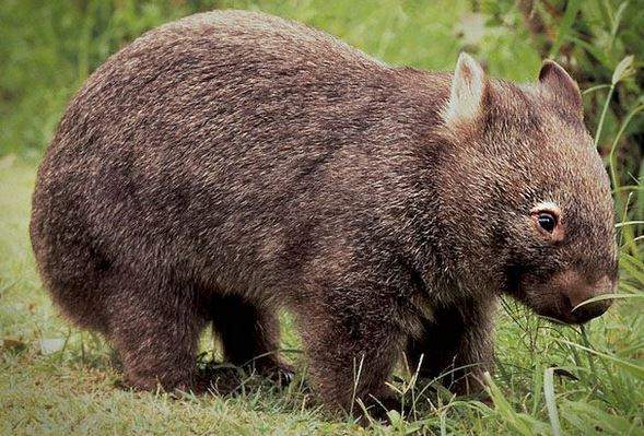 Wombat.JPG