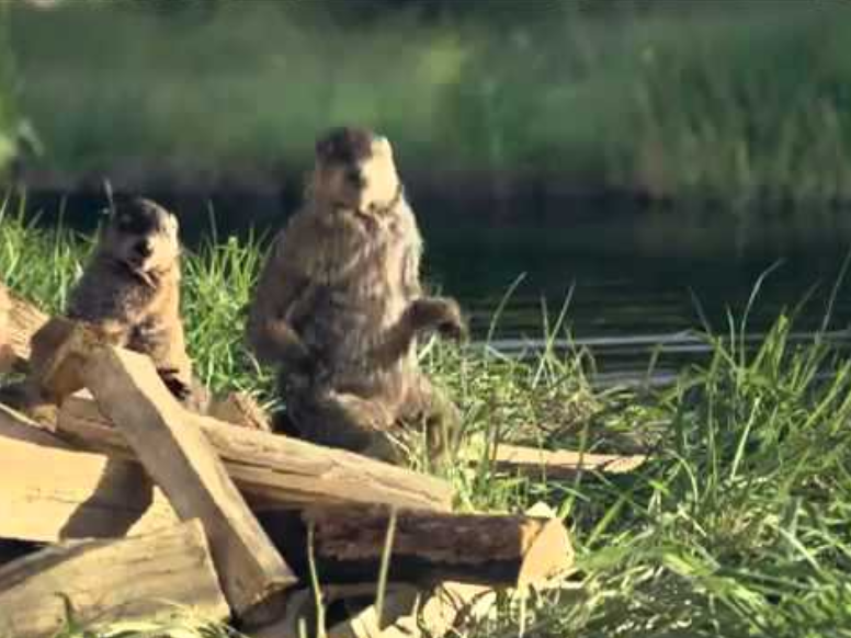 woodchucks.PNG