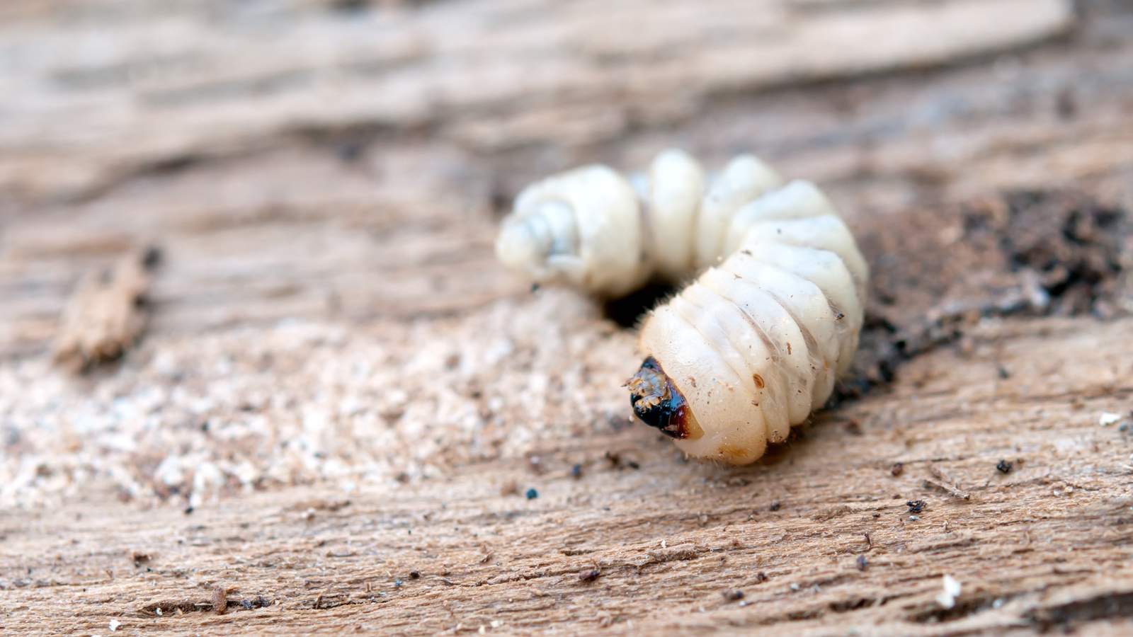 woodworm.jpg