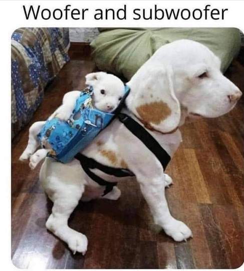 woofer.jpg