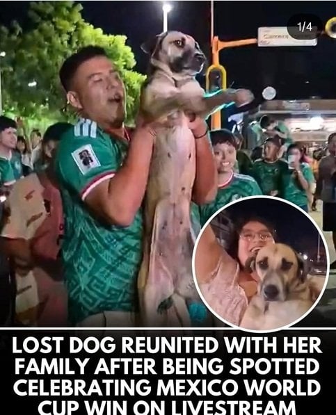 world cup dog.jpg