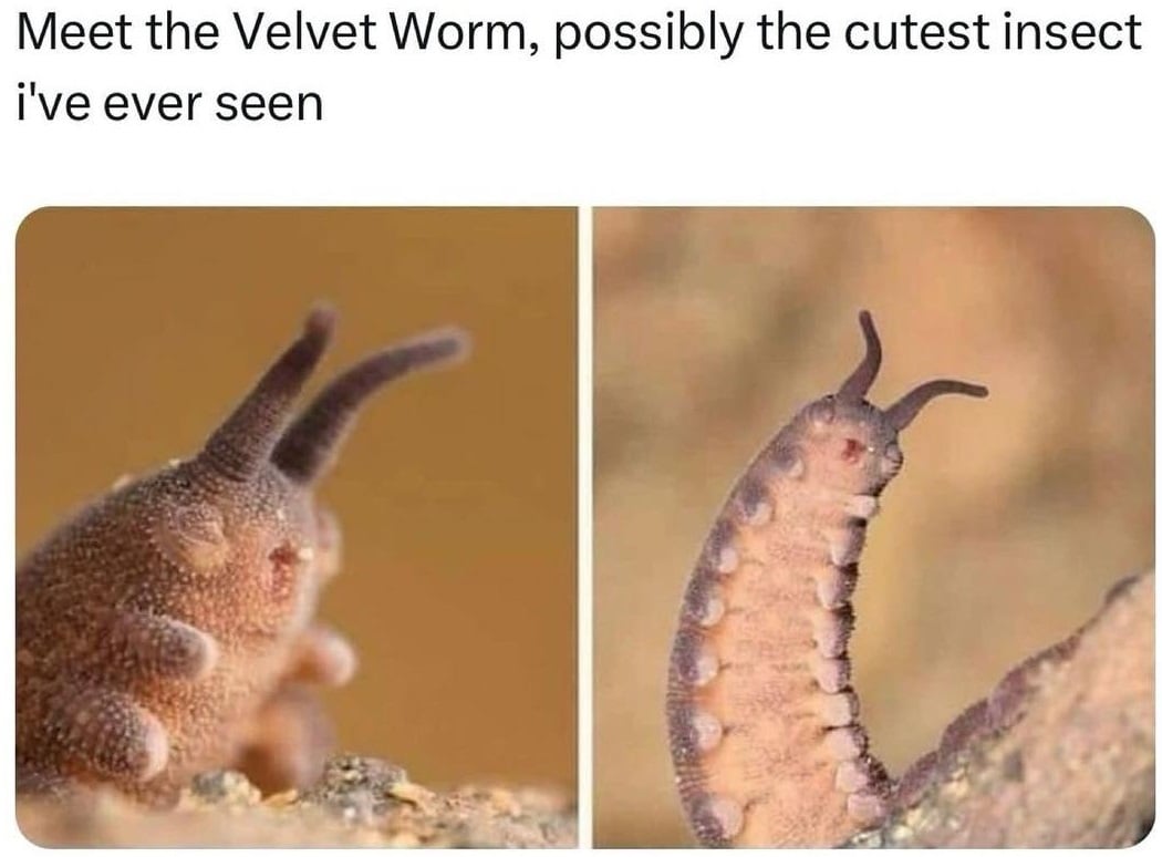 worm amazing.jpg