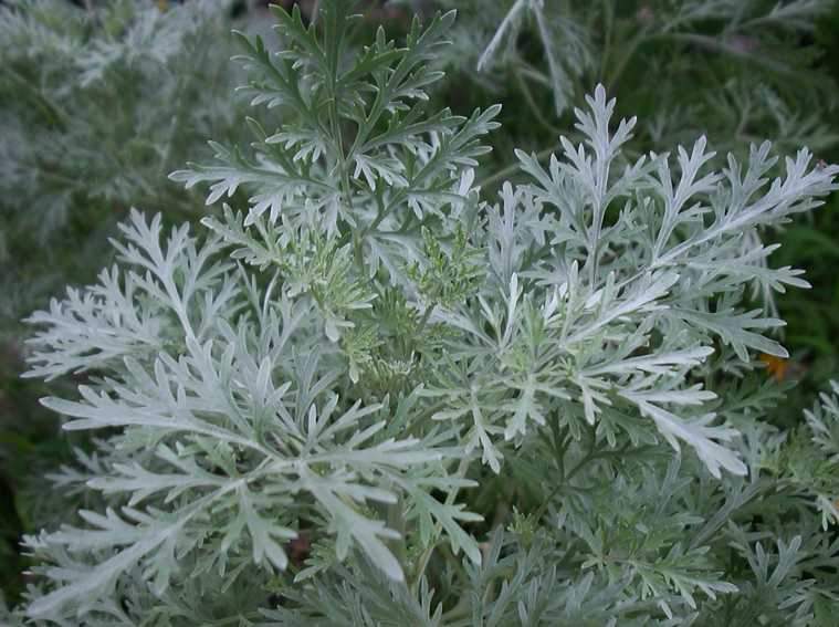wormwood.jpg