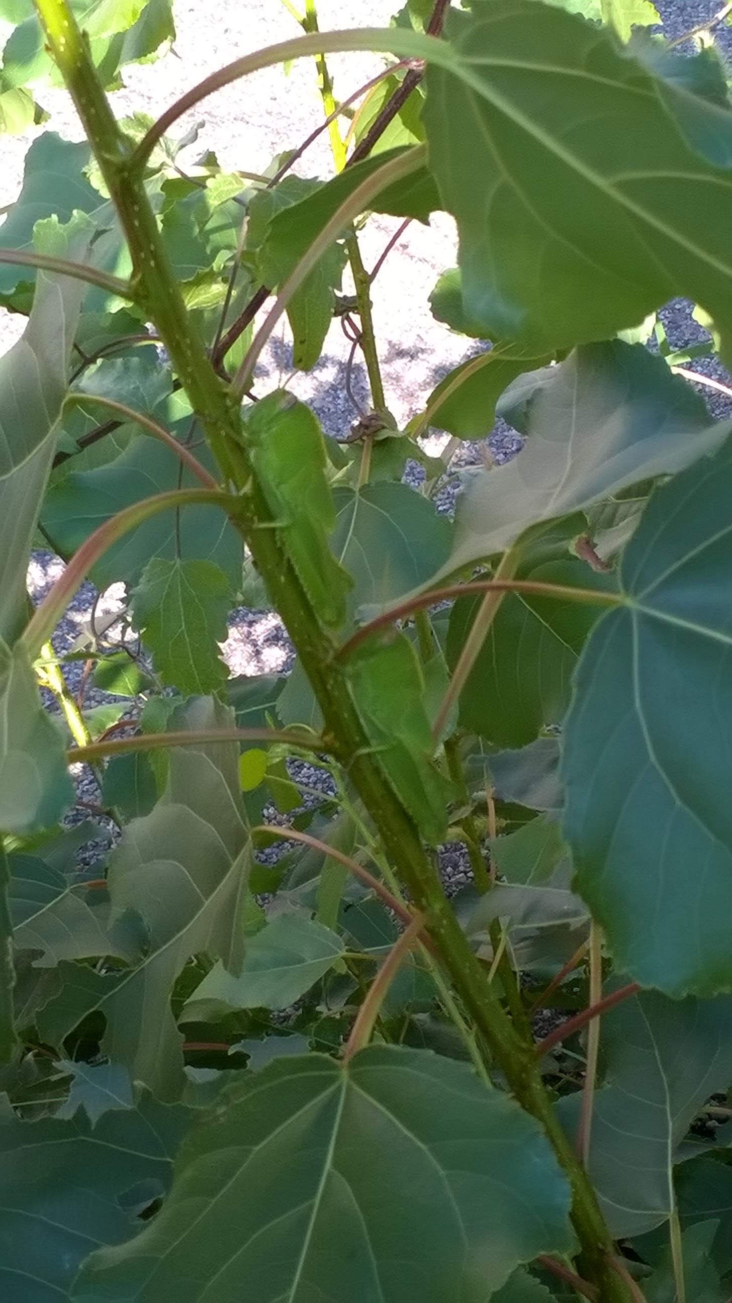 WP_20160831_10_16_12_Pro.jpg