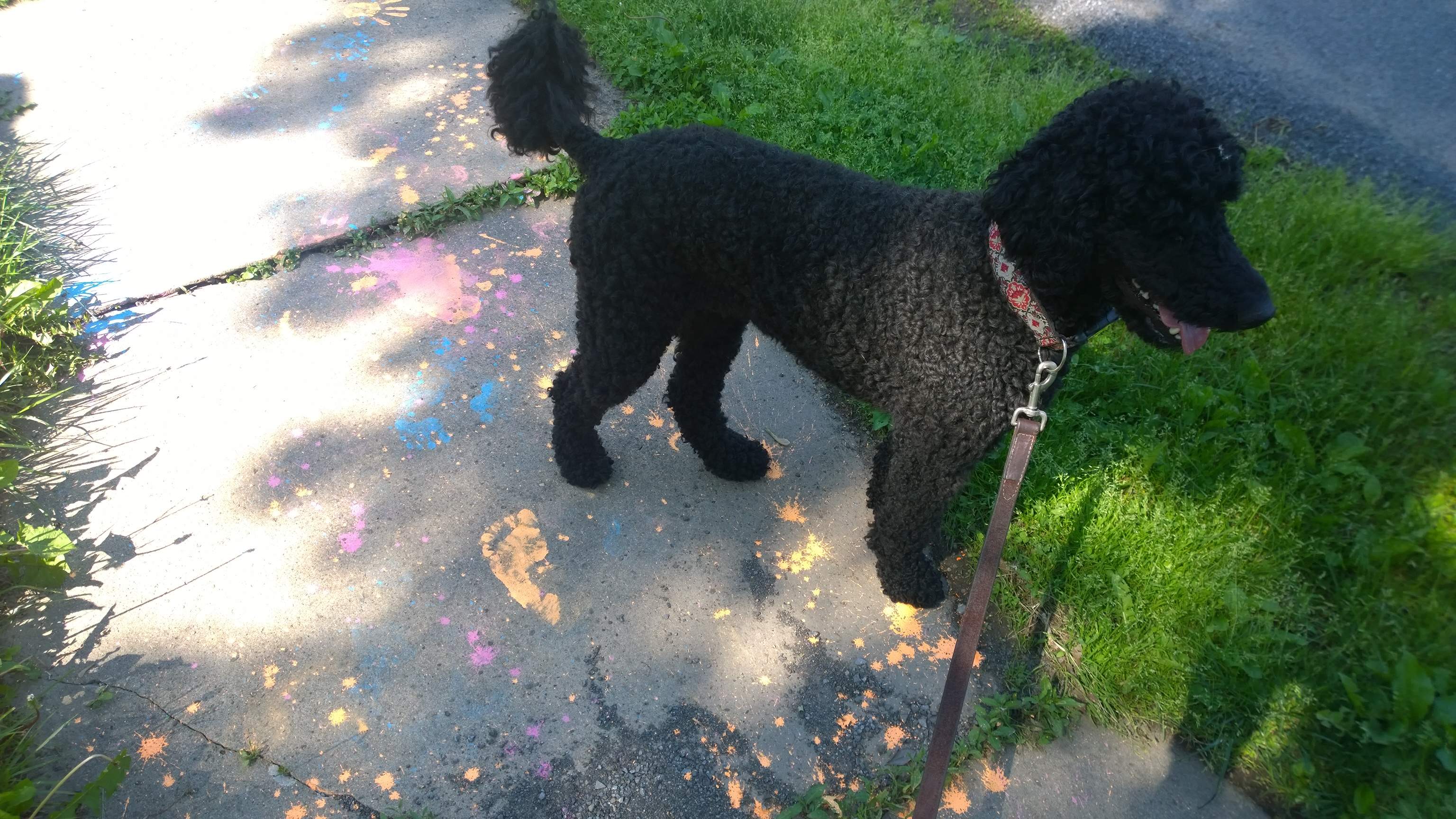 WP_20180524_15_53_33_Pro.jpg