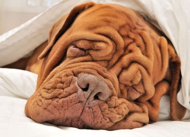 wrinkleface.jpg