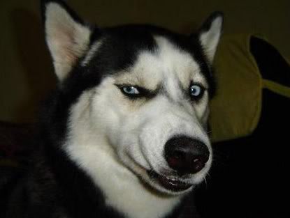 wth-dog.jpg