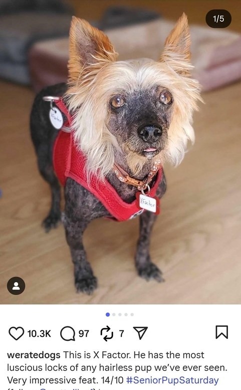 x factor dog.jpg