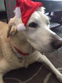 Xmas dog!.JPG