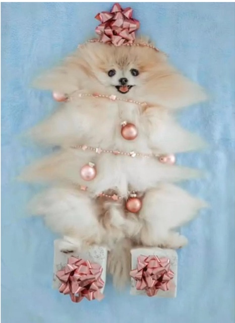 xmas dog.jpg