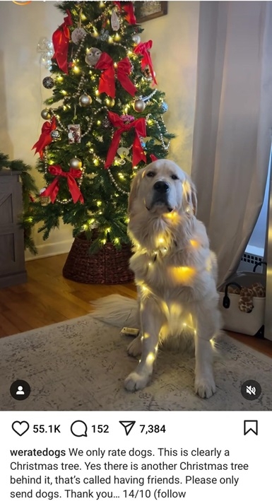 xmas dog.jpg