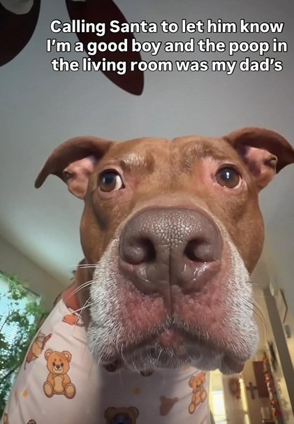 xmas dog.jpg
