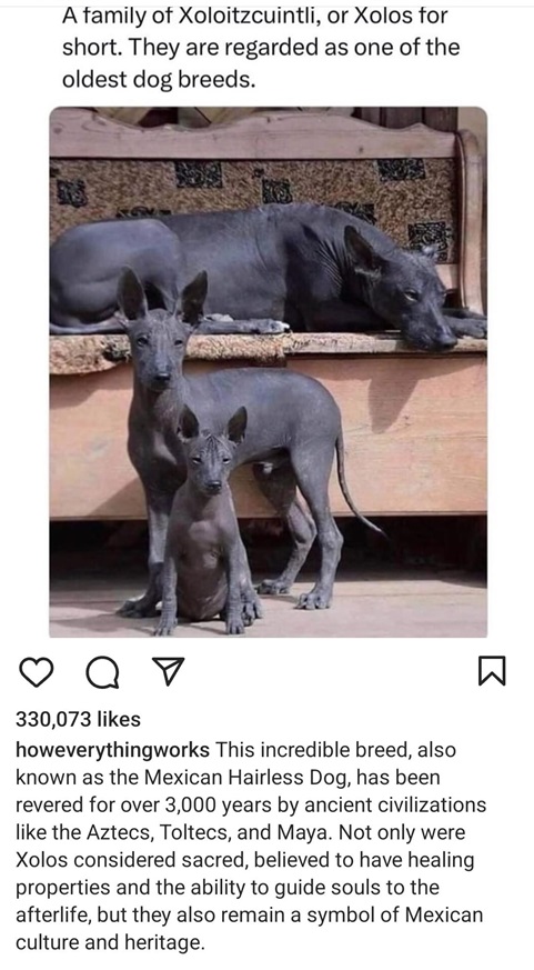 xolo dog.jpg