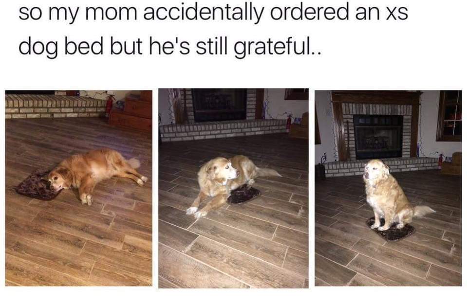 xs dog bed.jpg