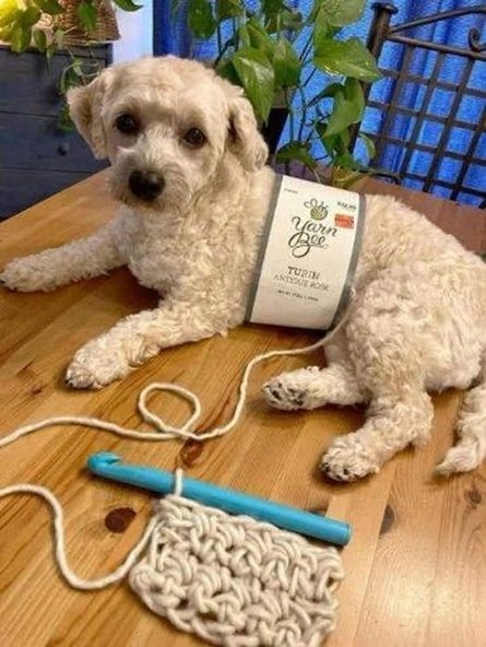 yarn dog.jpg