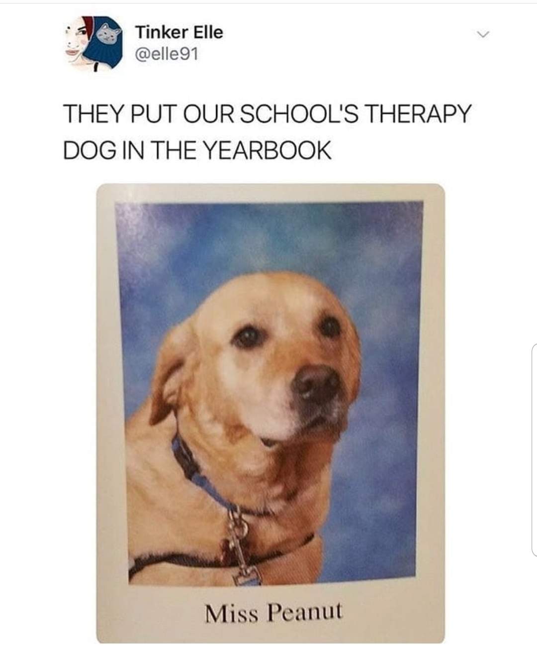 yearbook therapy dog.jpg
