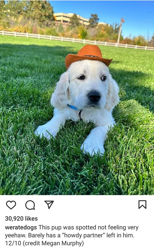 yeehaw dog.jpg
