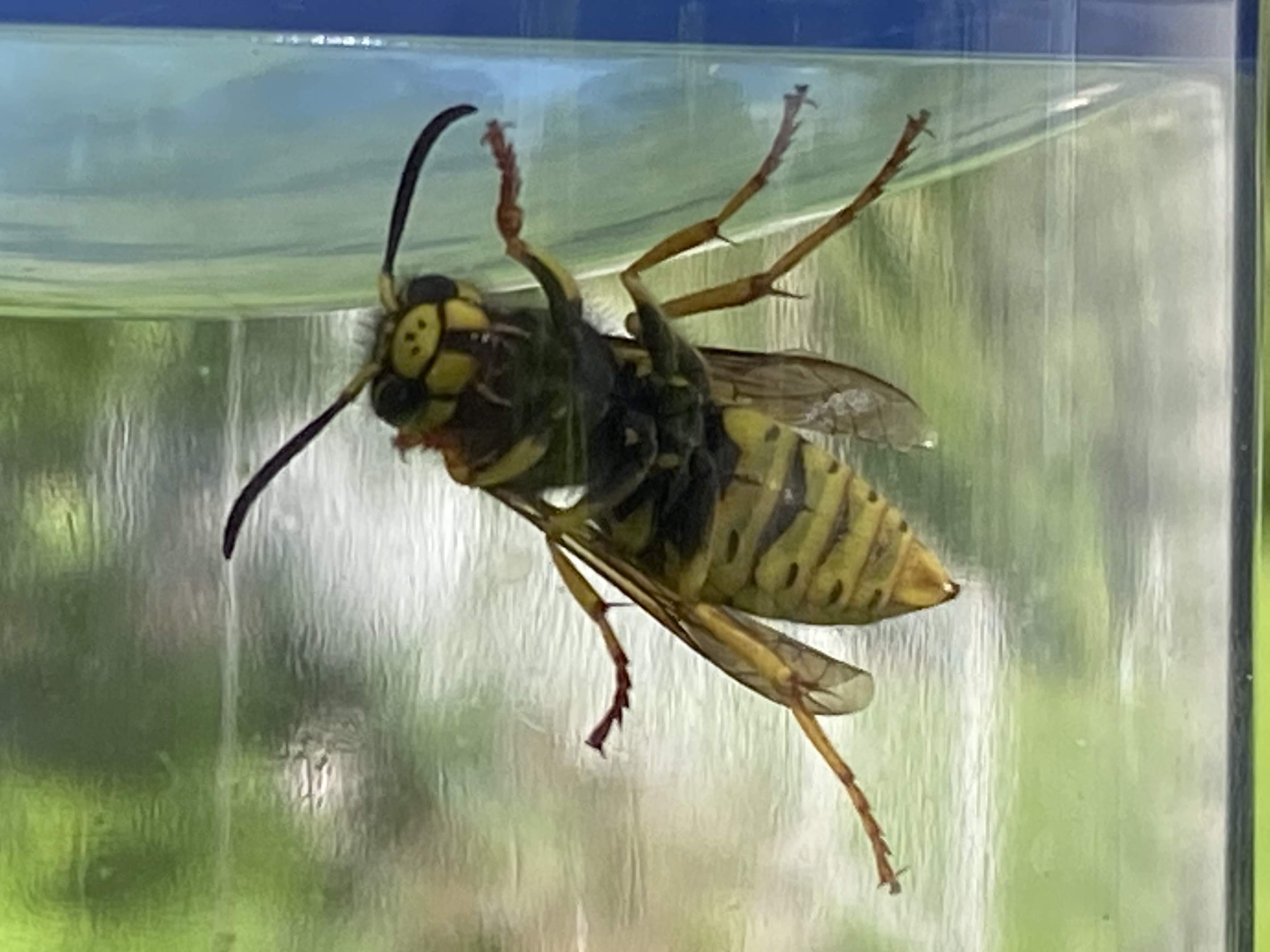 Yellow Jacket Close Up 2.jpg