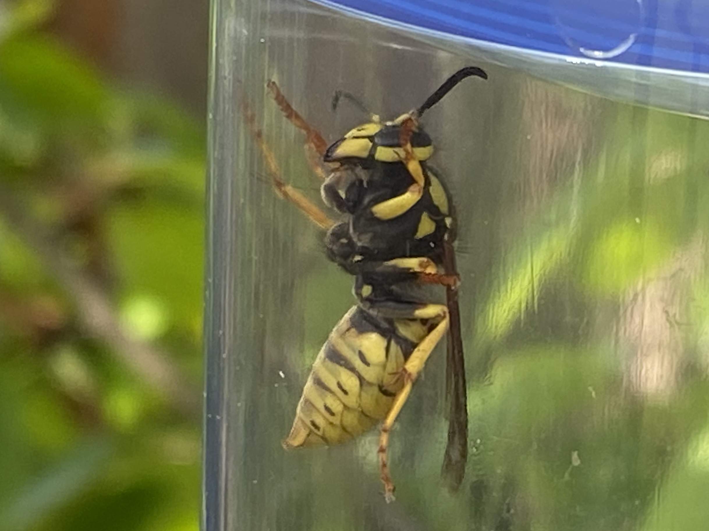 Yellow Jacket Close Up 3.jpg