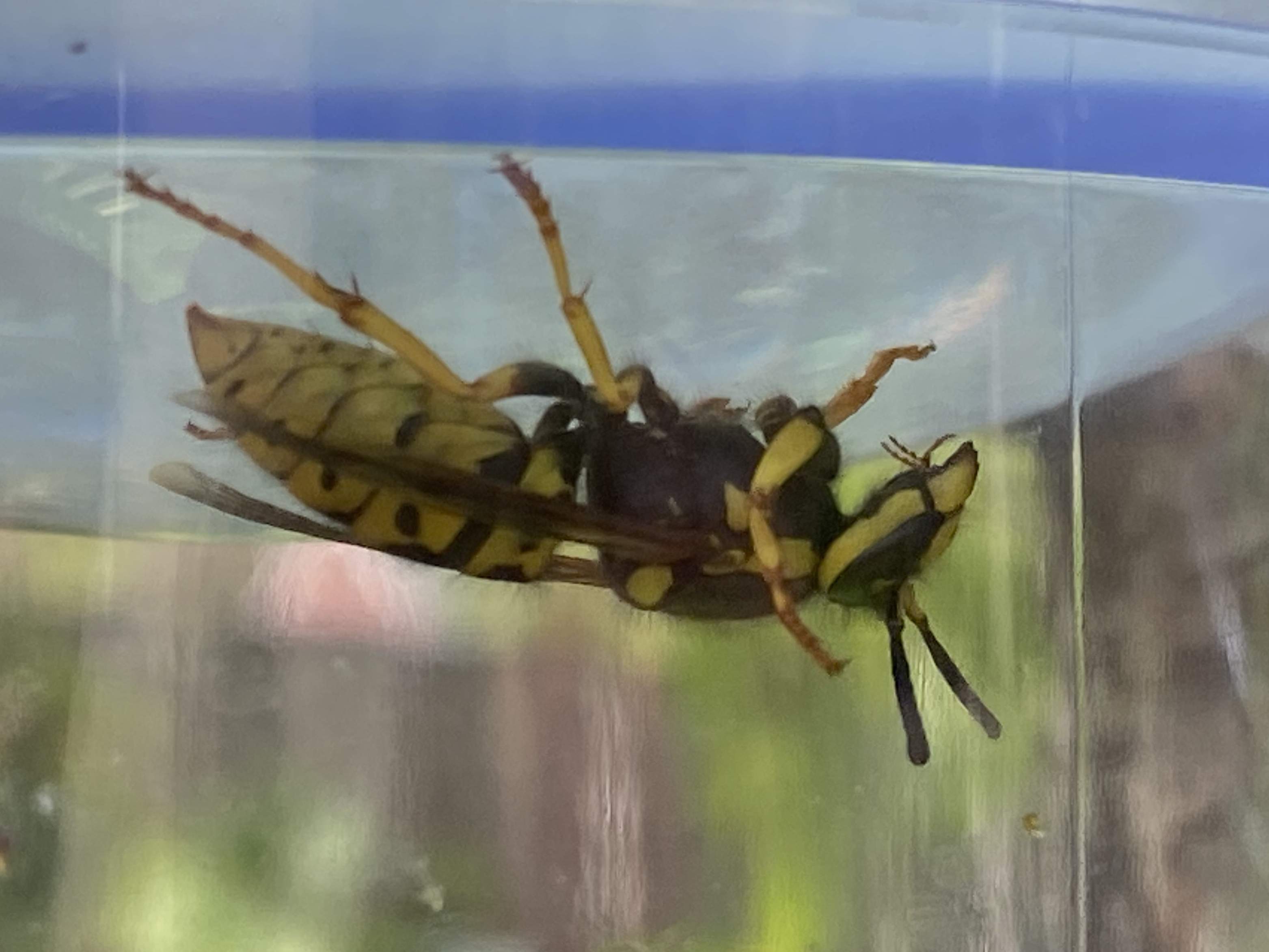 Yellow Jacket Close Up 4.jpg