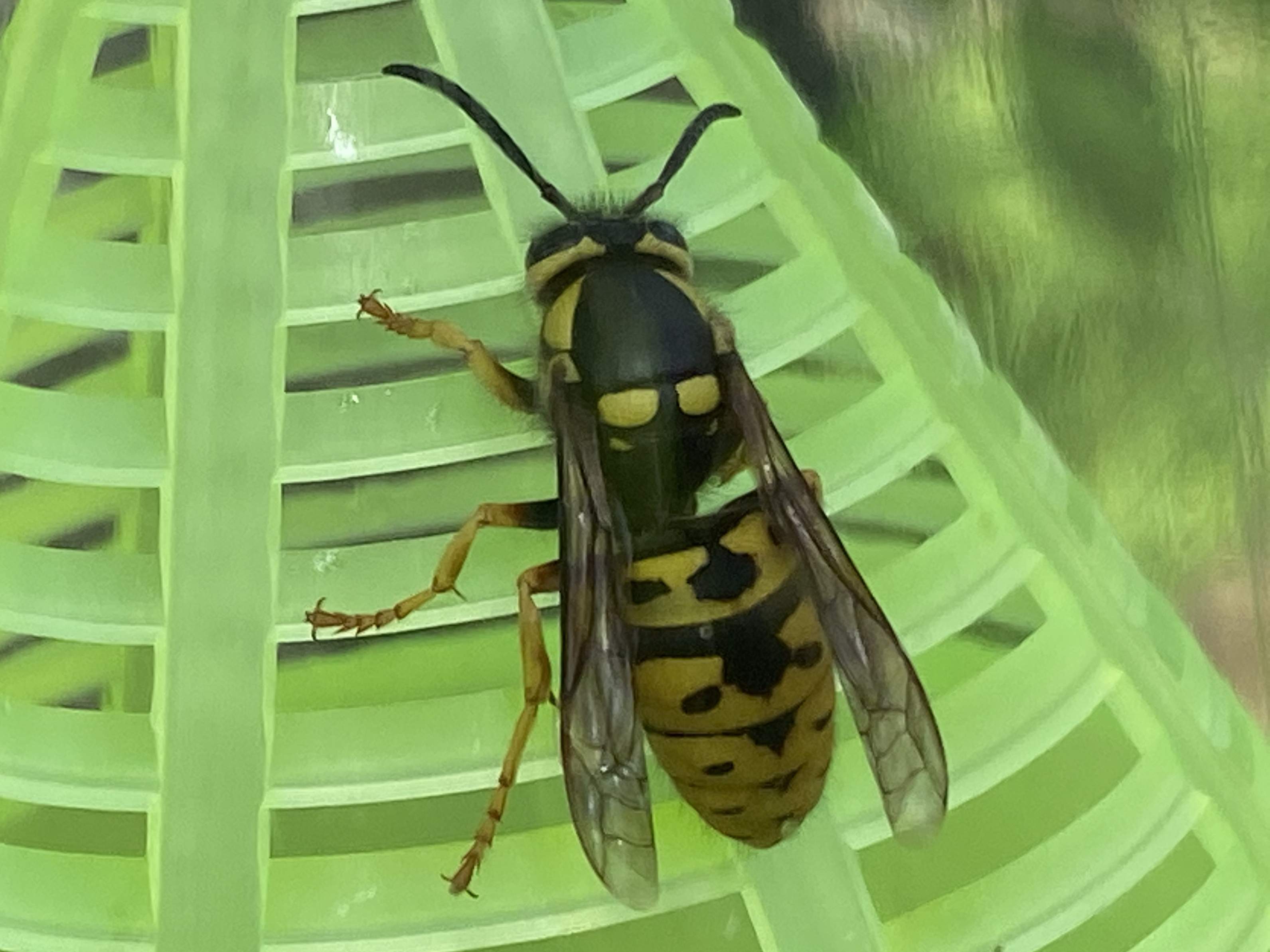Yellow Jacket Close Up 5.jpg