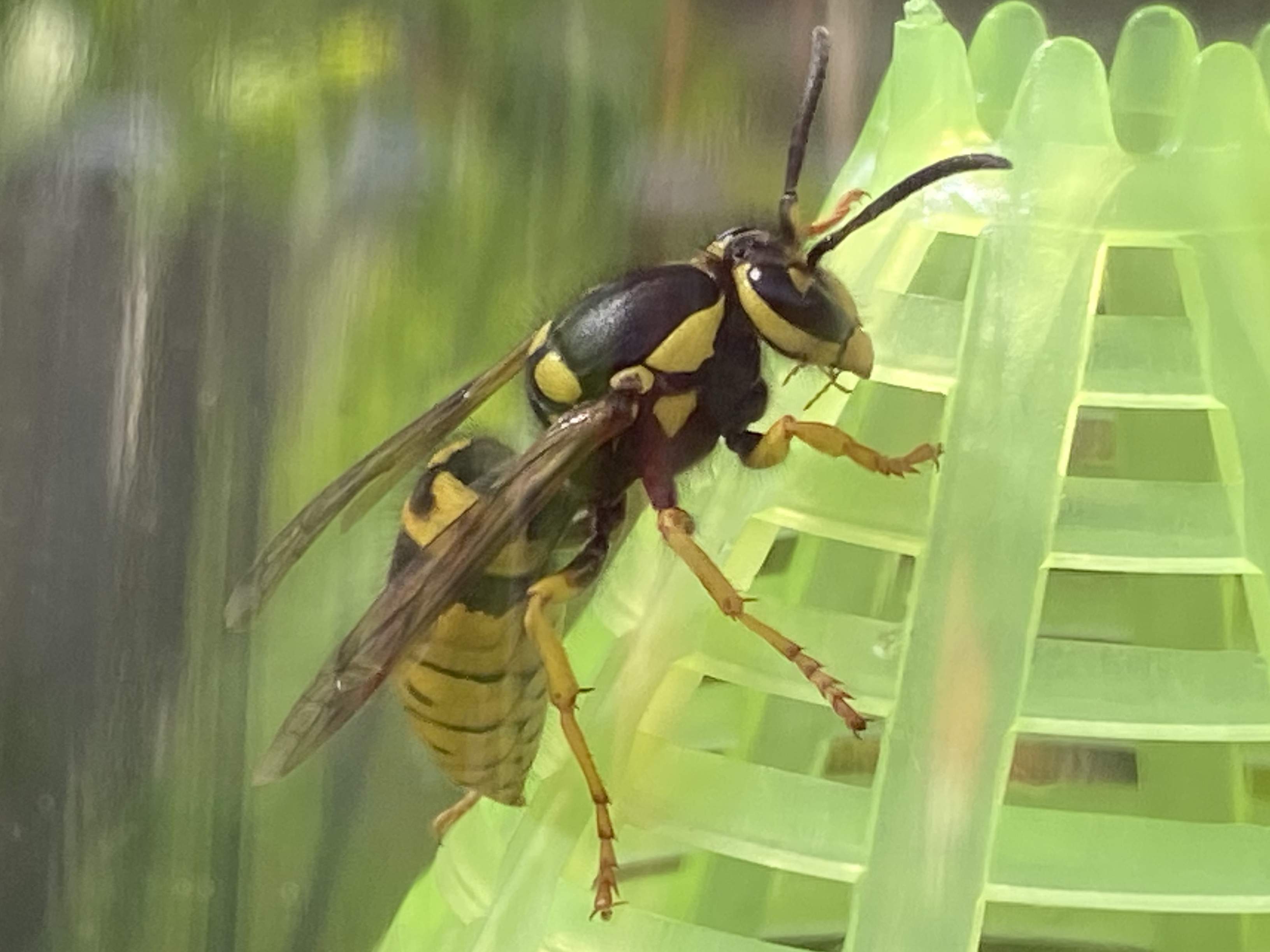 Yellow Jacket Close Up 6.jpg