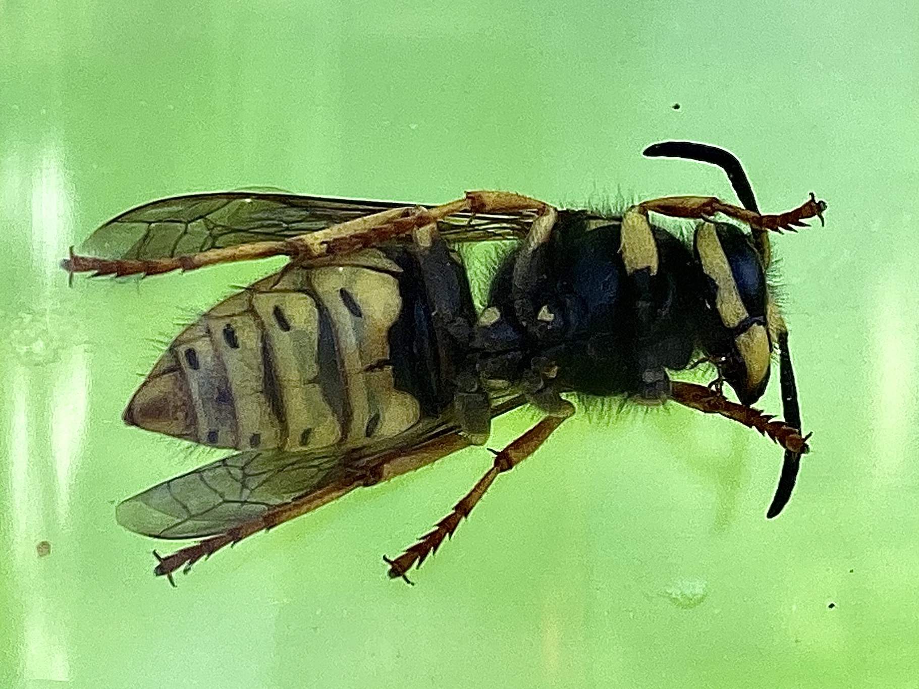 Yellow Jacket Close Up.jpg