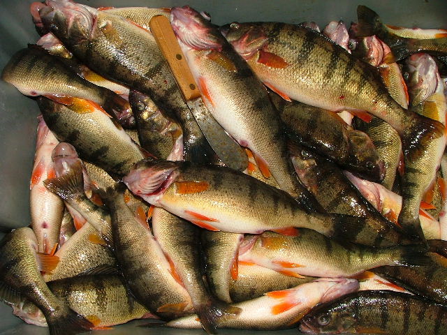Yellow_Perch_Project_zps213c4937.jpg